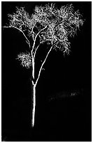 Spotlighted bare cottonwood, Zion Canyon. Zion National Park ( black and white)