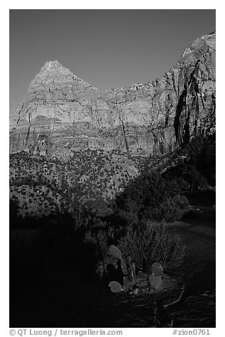 Cactus and Watchman at sunset. Zion National Park (black and white)