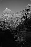 Cactus and Watchman at sunset. Zion National Park ( black and white)