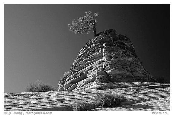 Lone pine on sandstone swirl, Mesa area. Zion National Park, Utah, USA.