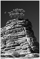 Lone pine on sandstone swirl, Zion Plateau. Zion National Park, Utah, USA. (black and white)