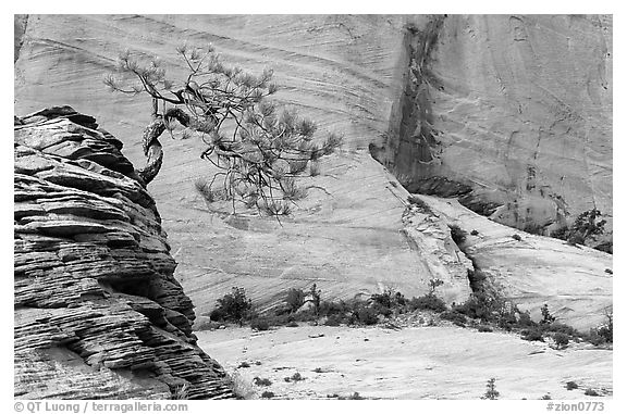 Lone pine on sandstone swirl and cliff, Zion Plateau. Zion National Park (black and white)