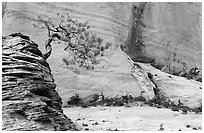Lone pine on sandstone swirl and cliff, Zion Plateau. Zion National Park, Utah, USA. (black and white)
