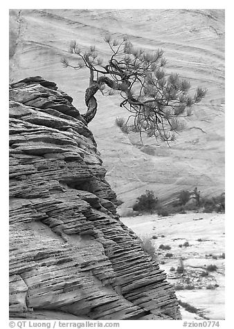 Lone pine on sandstone swirl and rock wall, Zion Plateau. Zion National Park (black and white)