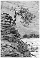 Lone pine on sandstone swirl and rock wall, Zion Plateau. Zion National Park ( black and white)