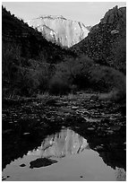 West temple reflected in Pine Creek, sunrise. Zion National Park ( black and white)