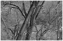 Cottonwood trees in winter, Zion Canyon. Zion National Park, Utah, USA. (black and white)