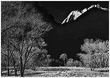 Bare cottonwoods and shadows near Zion Lodge. Zion National Park, Utah, USA. (black and white)