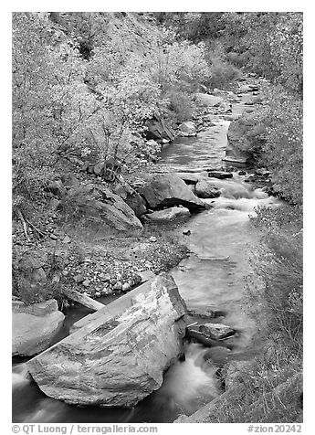 Boulders and Virgin River in  fall. Zion National Park (black and white)