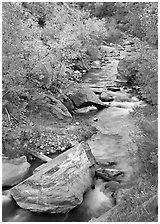 Boulders and Virgin River in  fall. Zion National Park ( black and white)