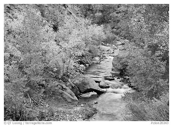 Virgin river, trees in fall foliage, and boulders. Zion National Park (black and white)