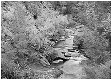 Virgin river, trees in fall foliage, and boulders. Zion National Park ( black and white)