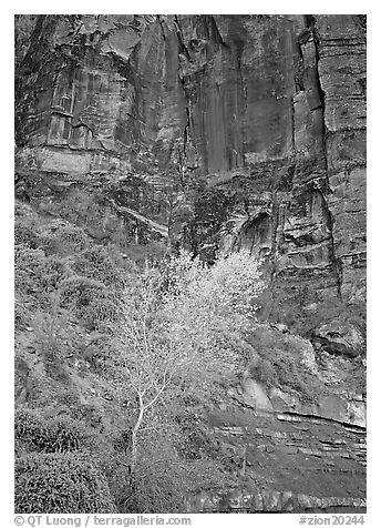 Yellow bright tree and red cliffs. Zion National Park (black and white)