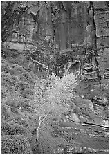 Yellow bright tree and red cliffs. Zion National Park ( black and white)