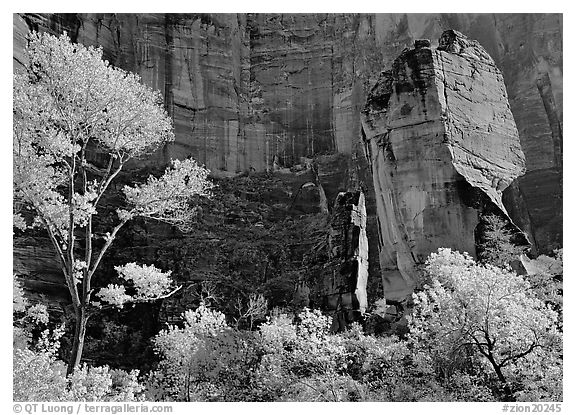 Tree in autumn foliage and the Pulpit, temple of Sinawava. Zion National Park (black and white)