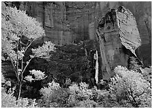Tree in autumn foliage and the Pulpit, temple of Sinawava. Zion National Park ( black and white)