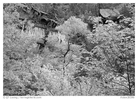 Cliff, waterfall, and trees in fall colors, near  first Emerald Pool. Zion National Park (black and white)