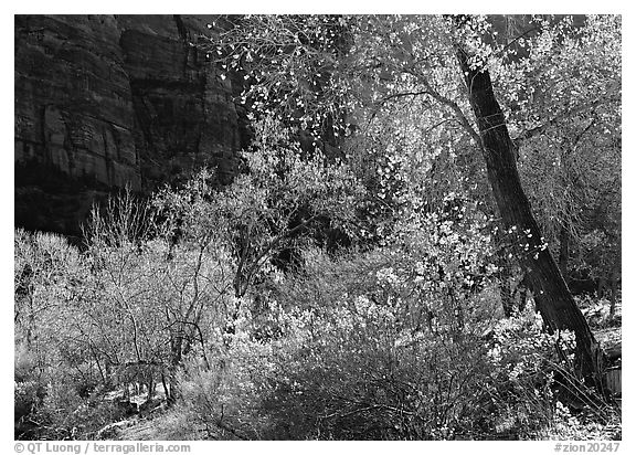 Backlit trees and shrubs in autumn. Zion National Park (black and white)