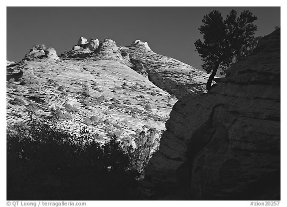 Pine and hoodoos near Canyon View, early morning. Zion National Park (black and white)