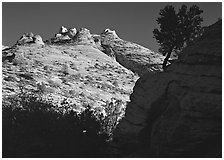 Pine and hoodoos near Canyon View, early morning. Zion National Park, Utah, USA. (black and white)