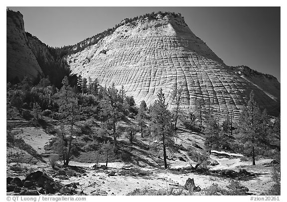 Pine trees and Checkerboard Mesa, morning. Zion National Park (black and white)