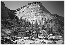 Pine trees and Checkerboard Mesa, morning. Zion National Park ( black and white)
