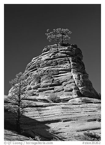 Moon and pine on red sandstone, Zion Plateau. Zion National Park (black and white)