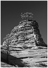Moon and pine on red sandstone, Zion Plateau. Zion National Park, Utah, USA. (black and white)