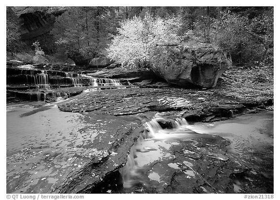 Terraced cascades and tree in fall foliage, Left Fork of the North Creek. Zion National Park (black and white)