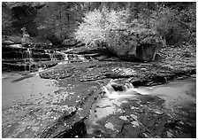 Terraced cascades and tree in fall foliage, Left Fork of the North Creek. Zion National Park ( black and white)