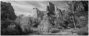 Landscape with trees and tall sandstone towers. Zion National Park (Panoramic black and white)