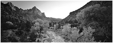 Virgin River, trees, and Watchman at sunset. Zion National Park (Panoramic black and white)