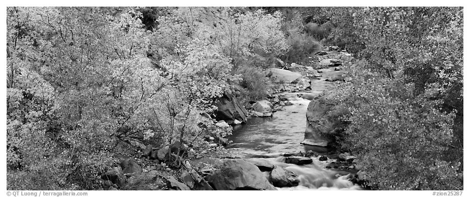 Trees in fall colors on the banks of the Virgin River. Zion National Park (black and white)