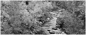 Trees in fall colors on the banks of the Virgin River. Zion National Park (Panoramic black and white)
