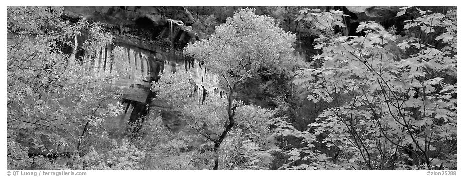 Fall colors and sandstone cliffs. Zion National Park (black and white)