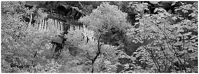 Fall colors and sandstone cliffs. Zion National Park (Panoramic black and white)