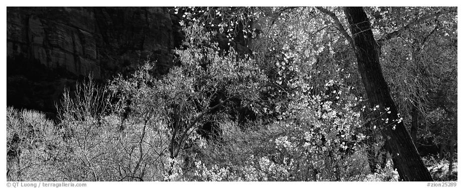 Autumn colors and cliffs. Zion National Park (black and white)