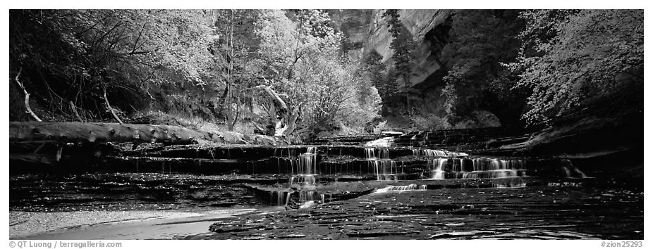 Autumn landscape with terraces flowing over creek. Zion National Park (black and white)