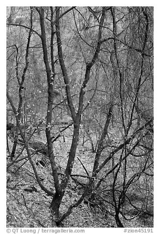 Bare tree tangle with a few leaves, Zion Canyon. Zion National Park (black and white)