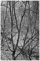 Bare tree tangle with a few leaves, Zion Canyon. Zion National Park ( black and white)