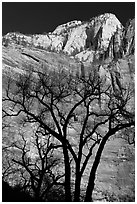 Bare trees and multicolored cliffs. Zion National Park, Utah, USA. (black and white)