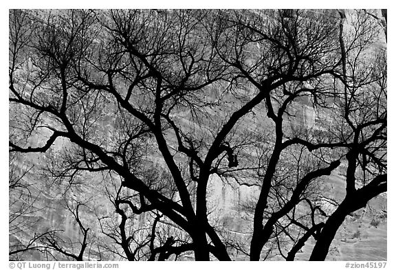 Dendritic pattern of tree branches against red cliffs. Zion National Park (black and white)