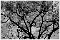 Dendritic pattern of tree branches against red cliffs. Zion National Park ( black and white)