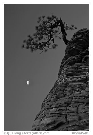 Pine tree and half-moon at dawn. Zion National Park (black and white)