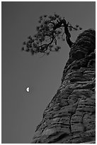 Pine tree and half-moon at dawn. Zion National Park, Utah, USA. (black and white)