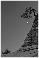 Bush, half-moon, and pine tree, twilight. Zion National Park, Utah, USA. (black and white)