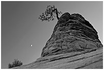 Tree growing out of sandstone tower with moon. Zion National Park, Utah, USA. (black and white)