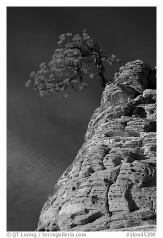 Tree growing out of twisted sandstone, Zion Plateau. Zion National Park (black and white)