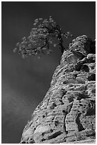 Tree growing out of twisted sandstone, Zion Plateau. Zion National Park, Utah, USA. (black and white)