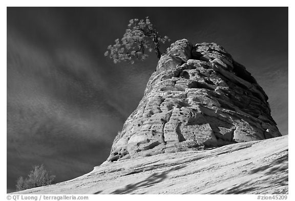 Twisted sandstone formation topped by tree. Zion National Park (black and white)